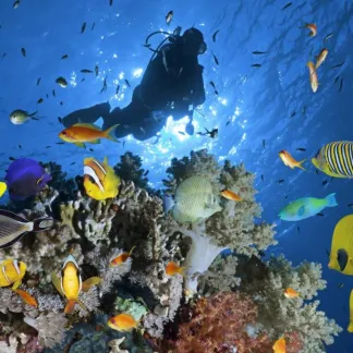 Diving_trip_by_the_boat