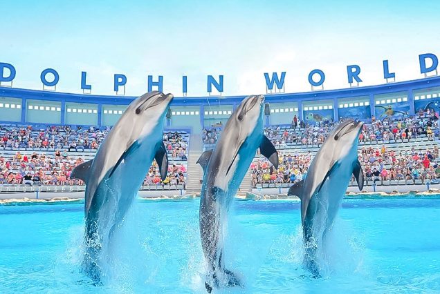 Dolphin show hurghada